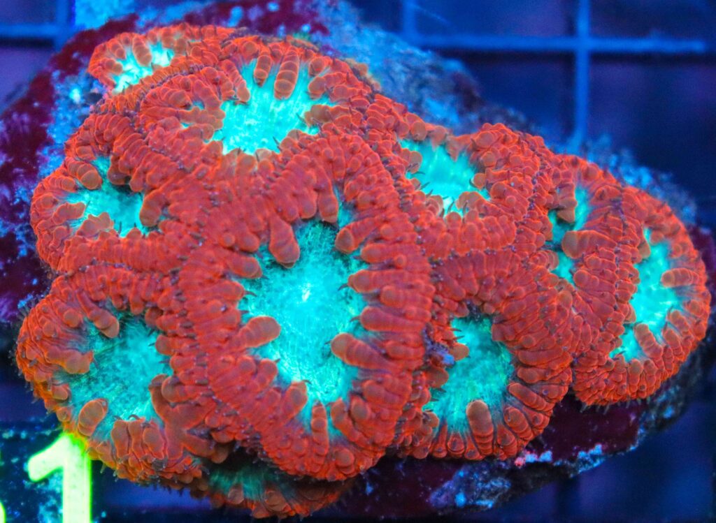Frag Box Corals