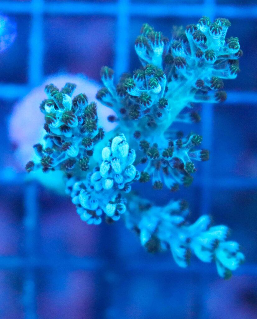 Frag Box Corals