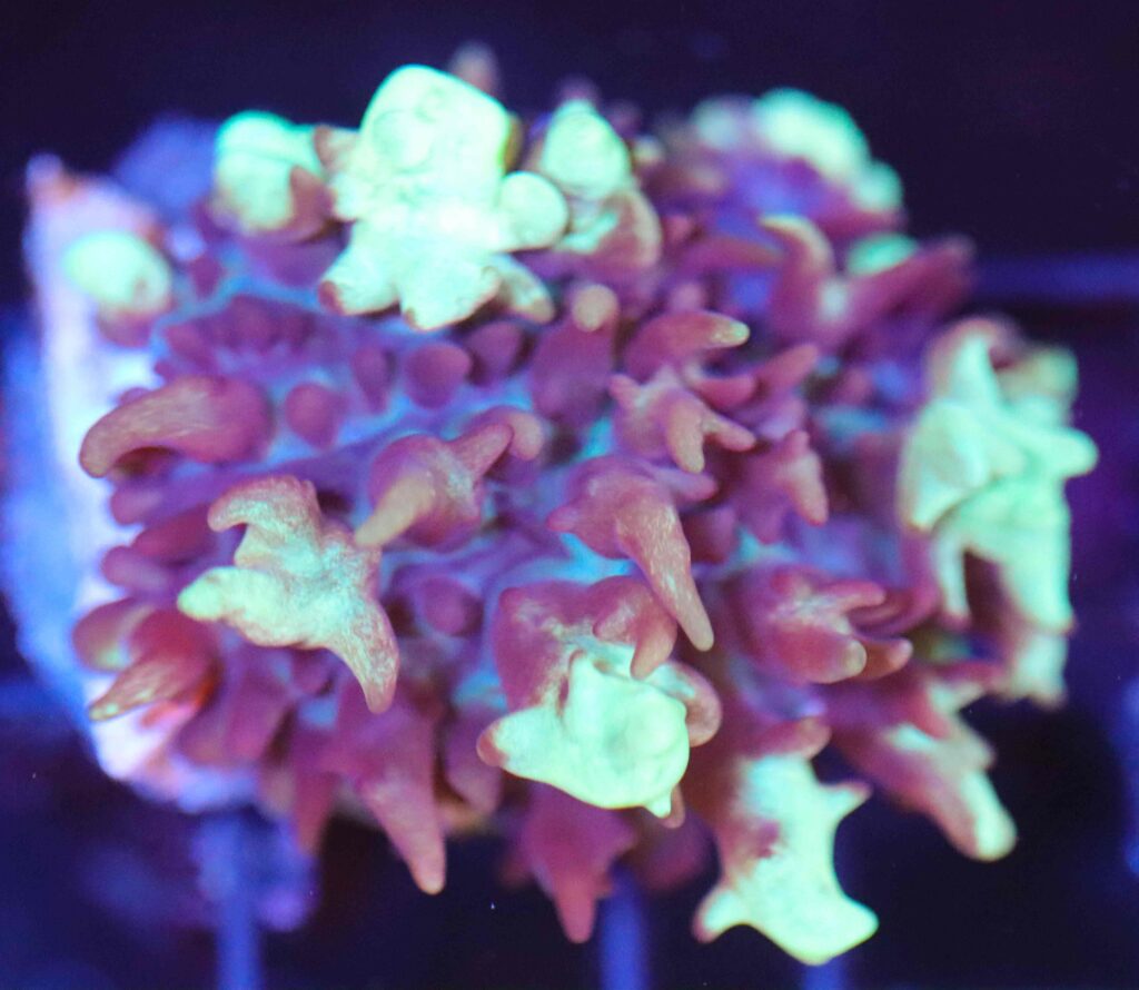 Frag Box Corals