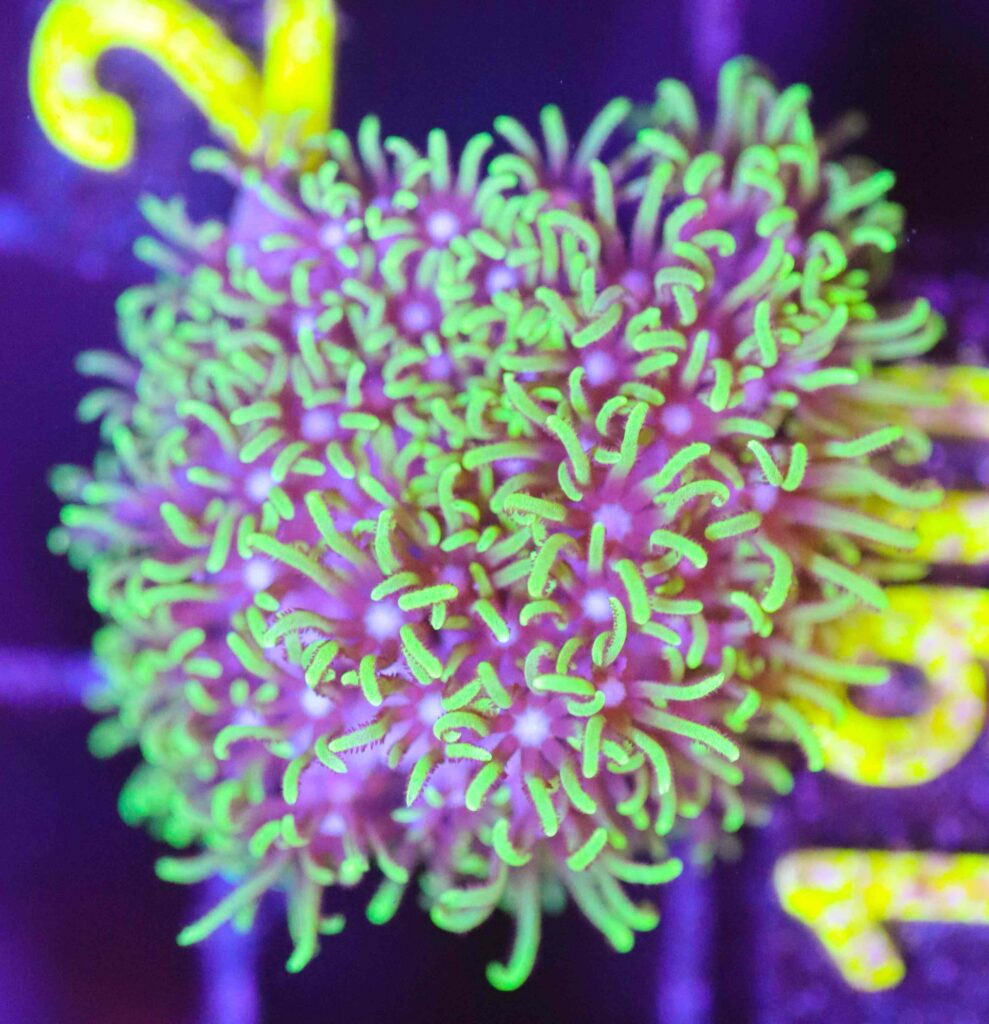 Frag Box Corals