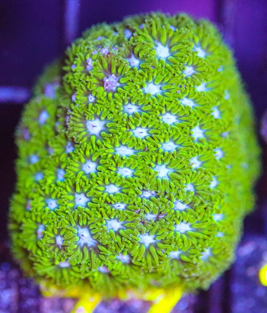 Frag Box Corals