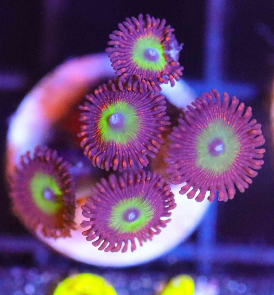 Frag Box Corals