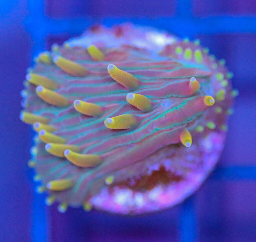 Frag Box Corals