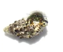 Caribbean Hermit Crab