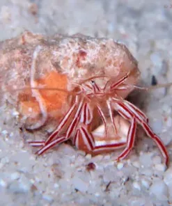 Pink Candy Stripe Hermit
