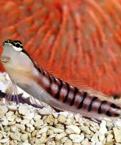Tiger blenny Red Tail Blenny *arriving monday - pick up only*