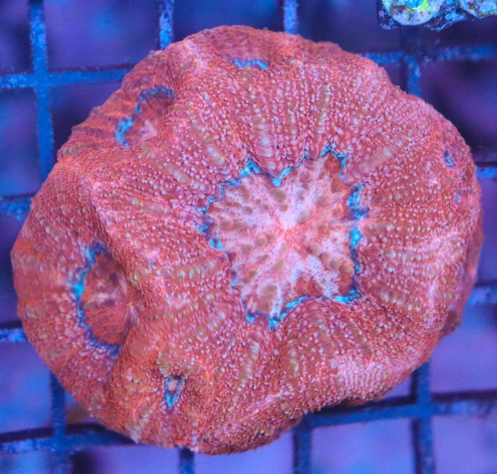 Frag Box Corals