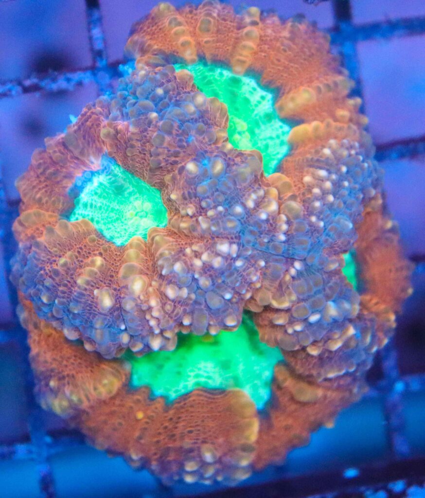 Frag Box Corals