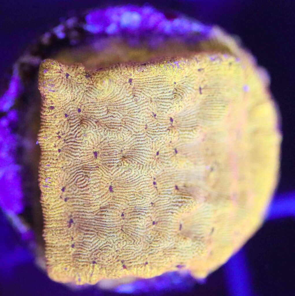 Frag Box Corals