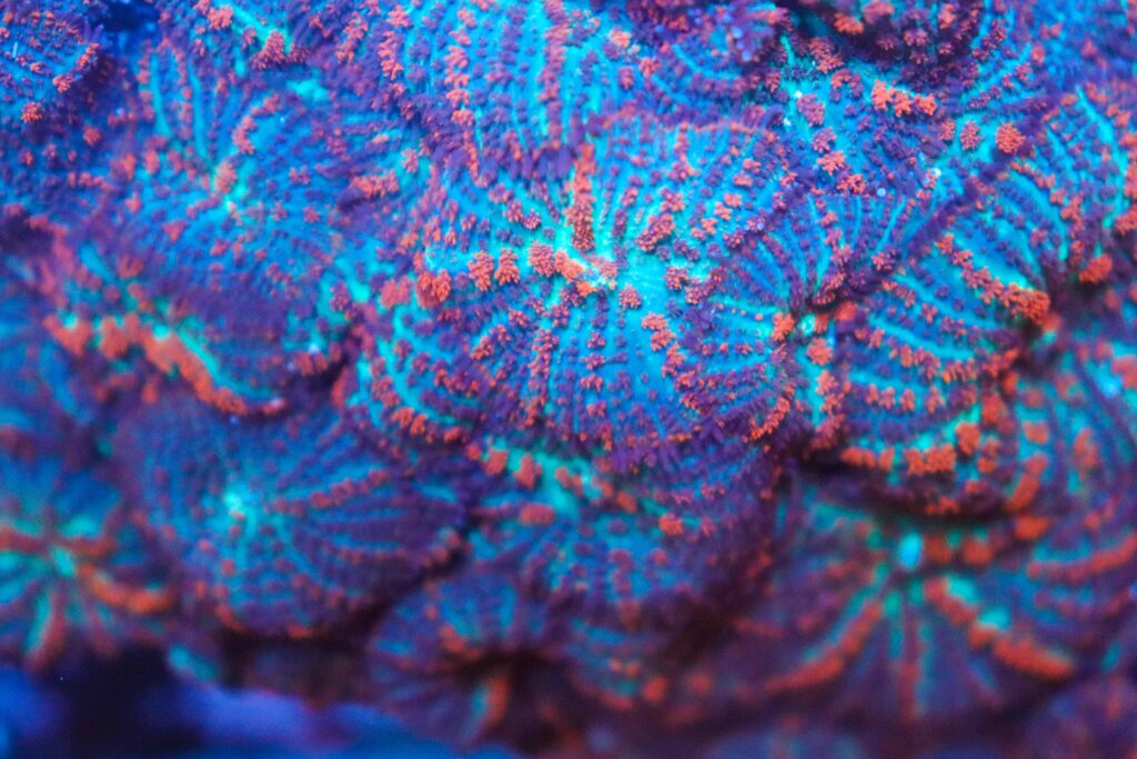 Frag Box Corals