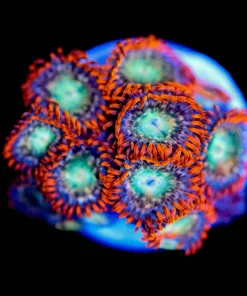 Ninja Star Zoanthid Frag