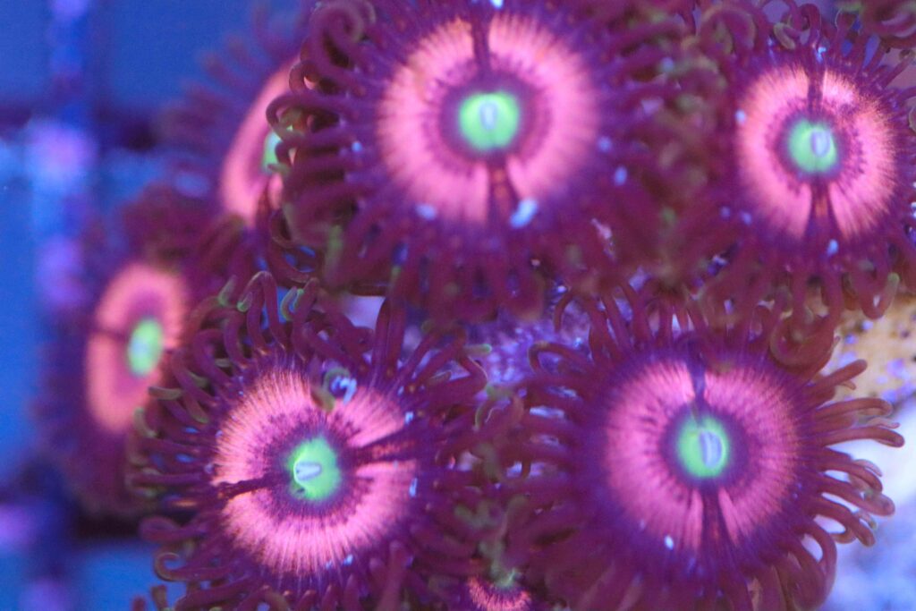 Frag Box Corals