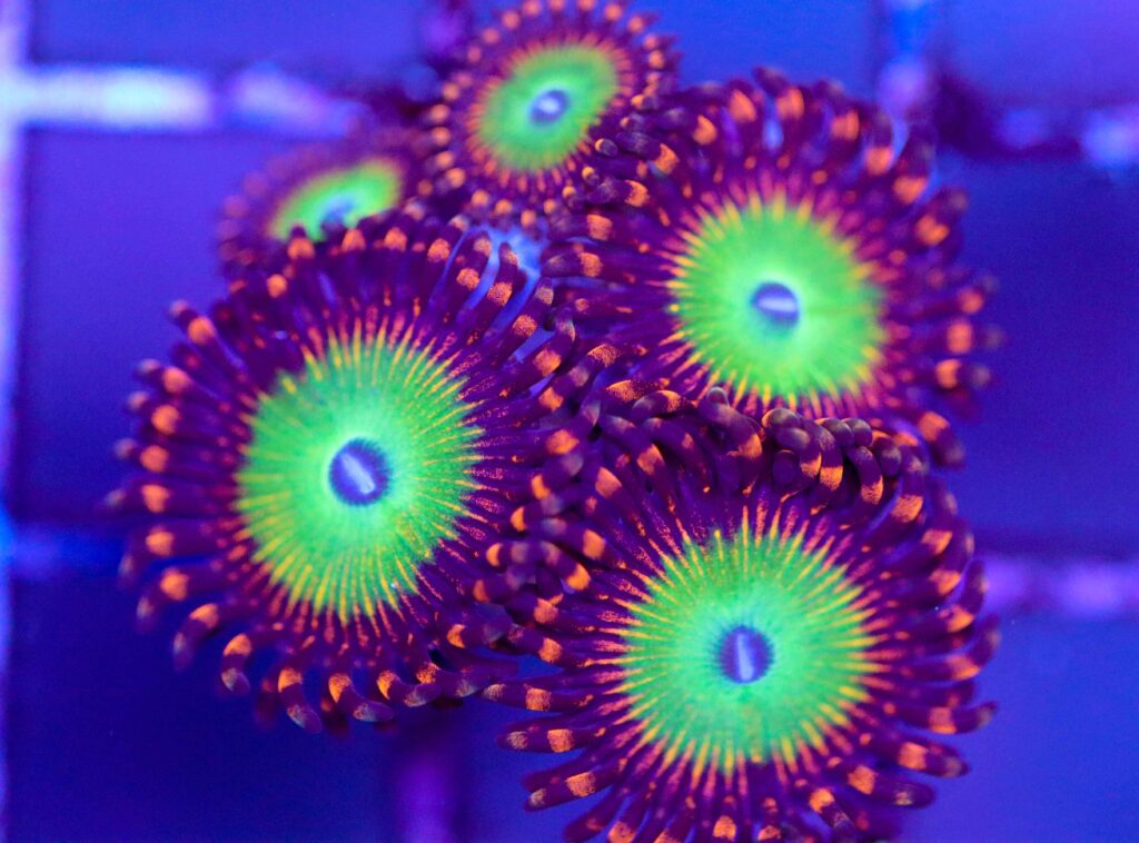 Frag Box Corals