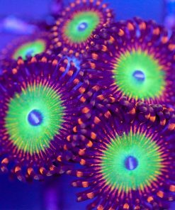 Candy Apple Red Zoanthid Frag