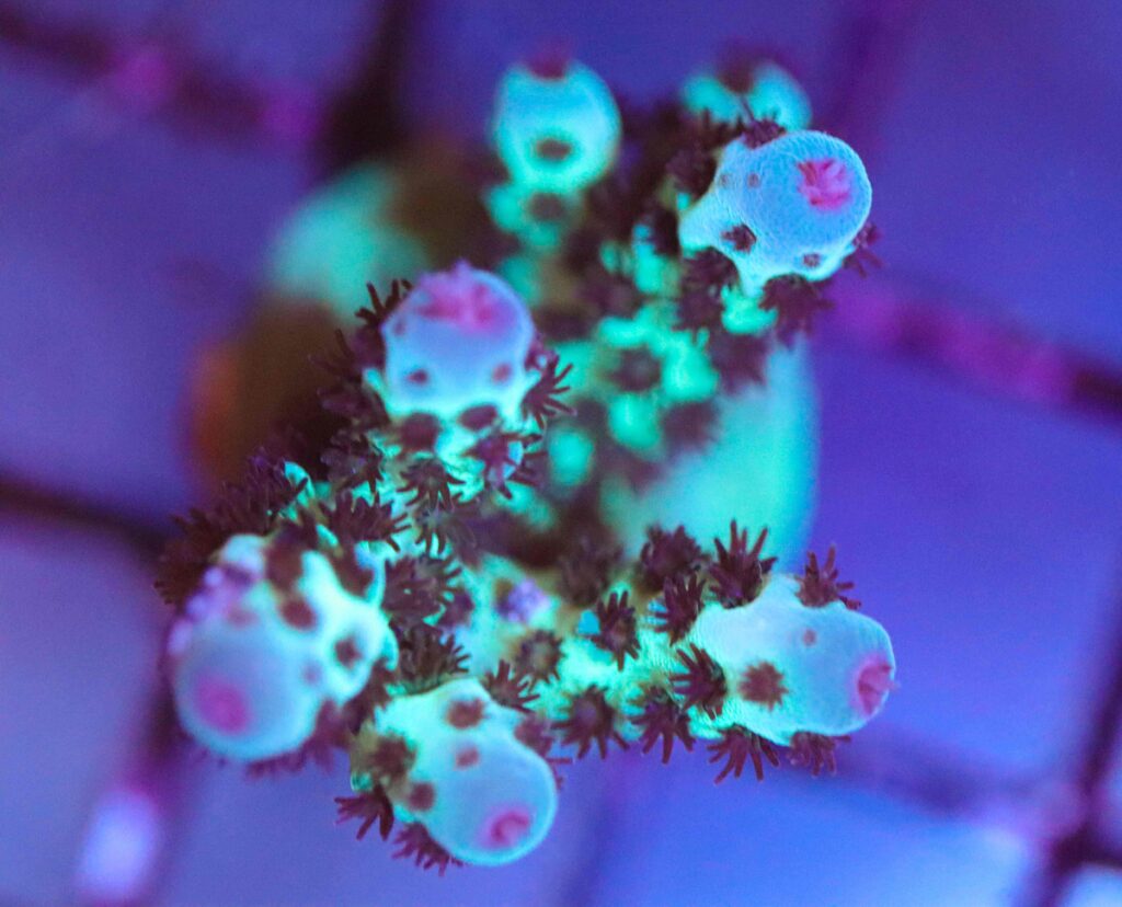 Frag Box Corals