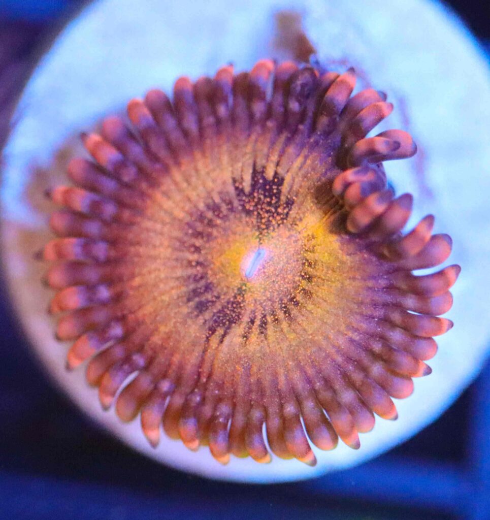 Frag Box Corals