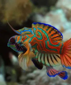 XXL Mandarin Goby (march's favorite) MV1 PICKUP ONLY - big tank only !!!