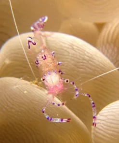 Tosaen Cleaner Shrimp