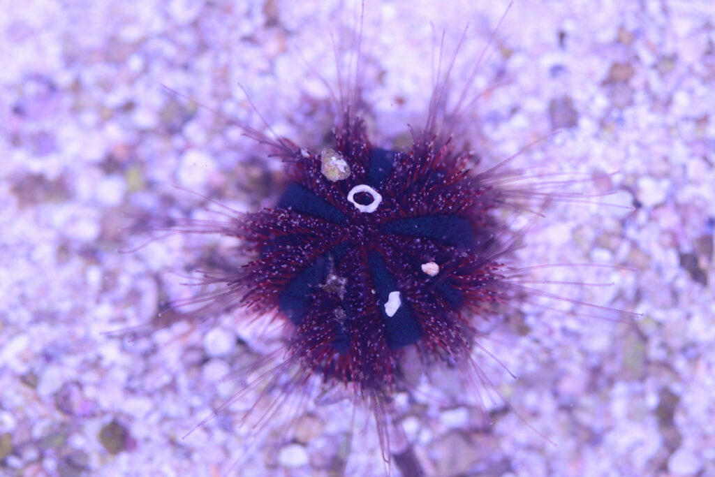 Frag Box Corals