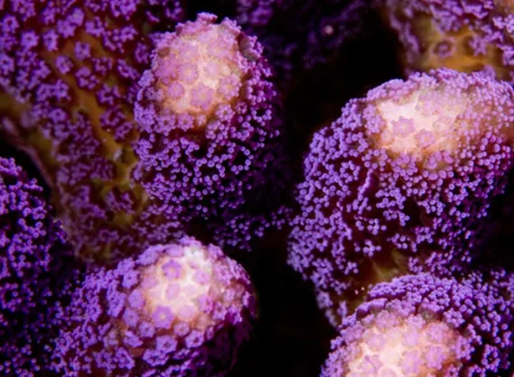 Frag Box Corals