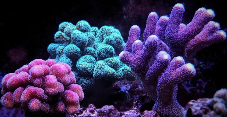 Frag Box Corals