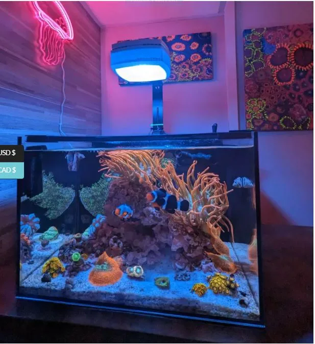 Frag Box Corals
