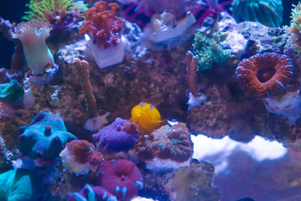 Frag Box Corals