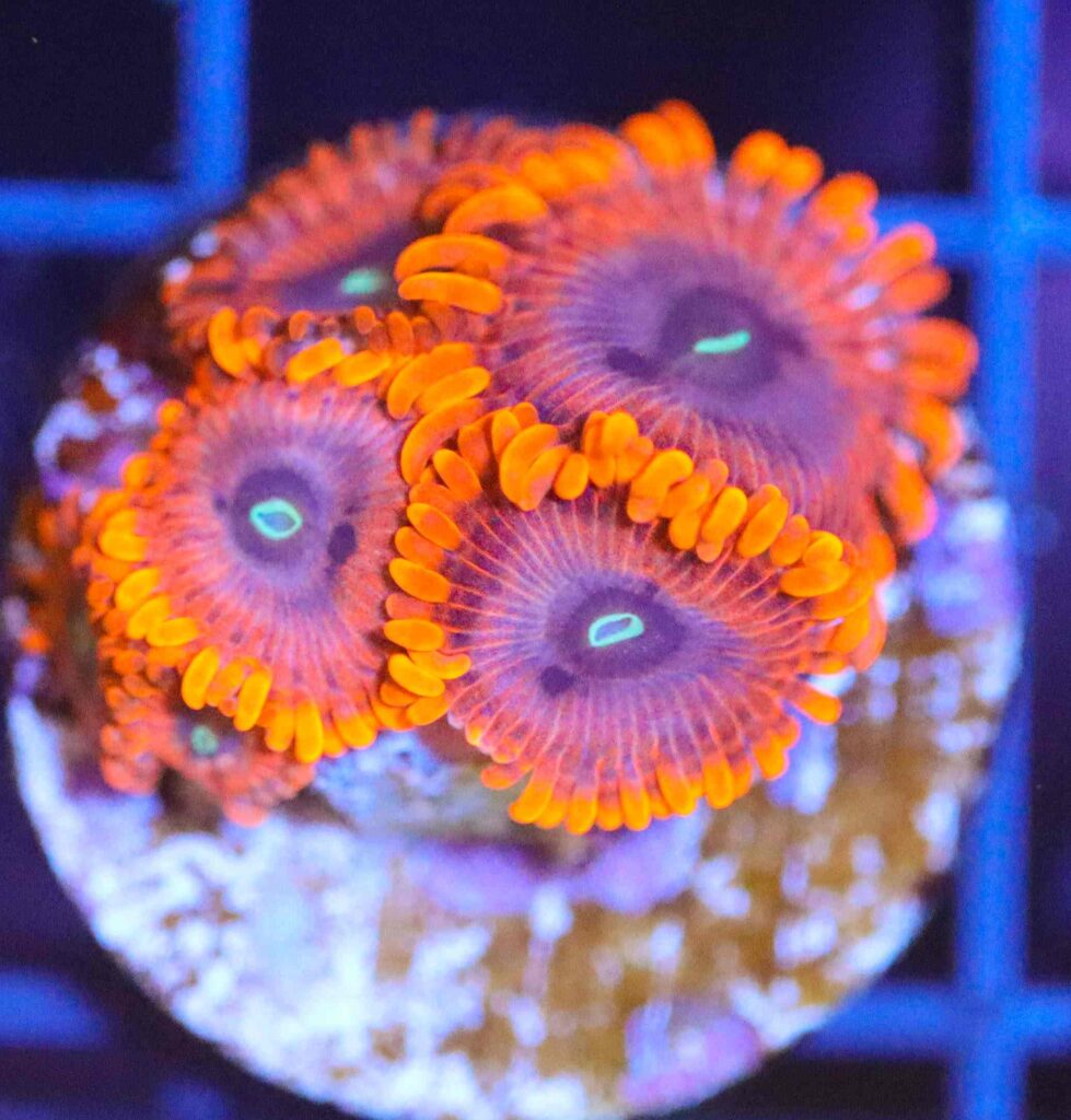 Frag Box Corals
