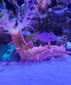 Pink Filter Feeding Cucumber