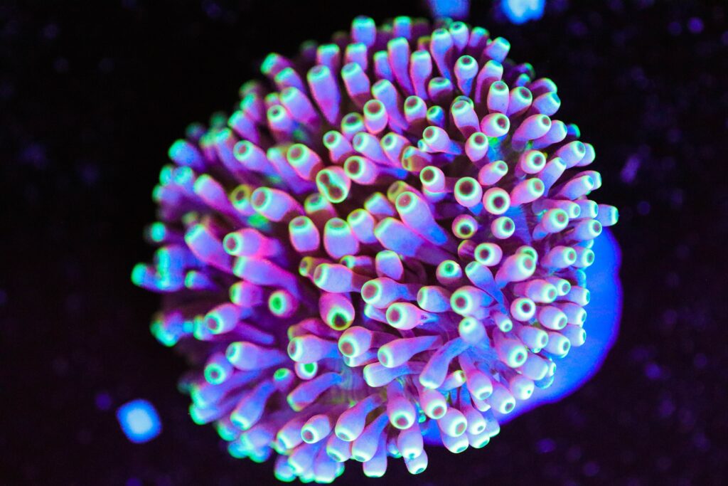 Frag Box Corals