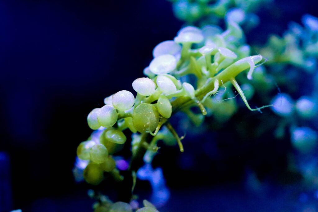 Frag Box Corals