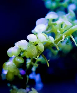 Toadstool Caulerpa Macro Algae *RARE*NEW*