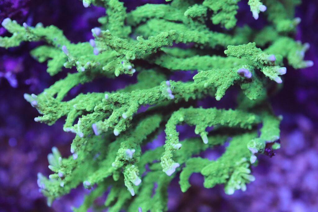 Frag Box Corals