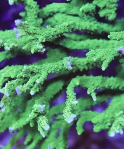 Branching Montipora Frag ( Fast Growing/ Easy To Keep)