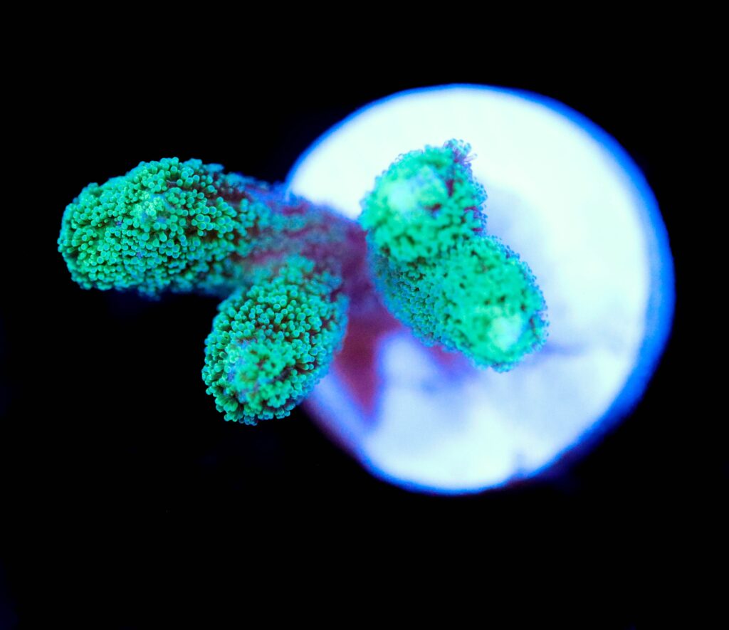 Frag Box Corals