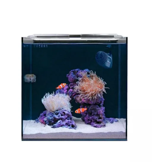 Frag Box Corals