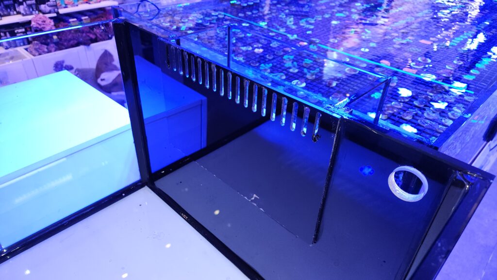 Frag Box Corals