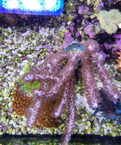 Australian Photosysenthic Gorgonian Frag