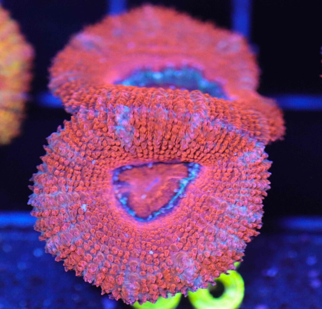 Frag Box Corals