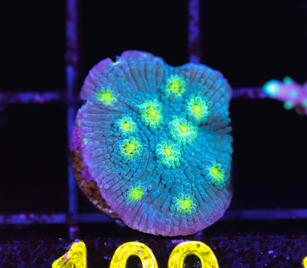 Frag Box Corals