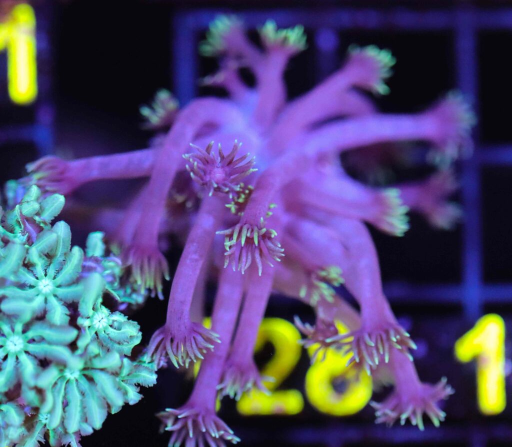 Frag Box Corals