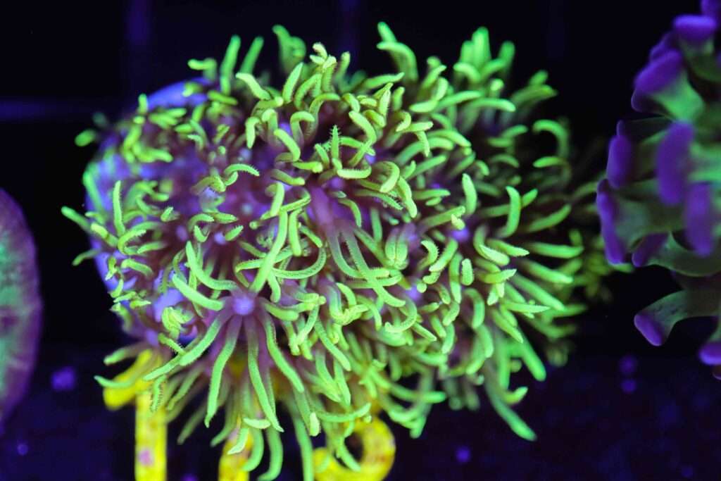 Frag Box Corals