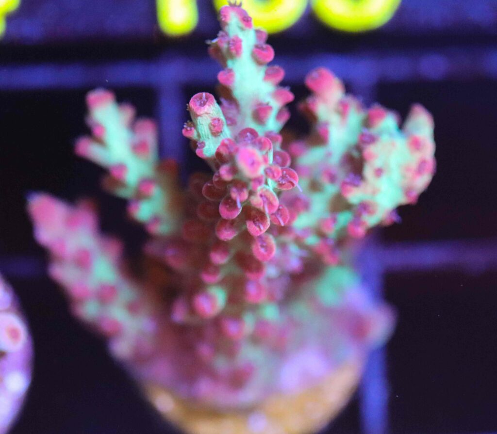 Frag Box Corals