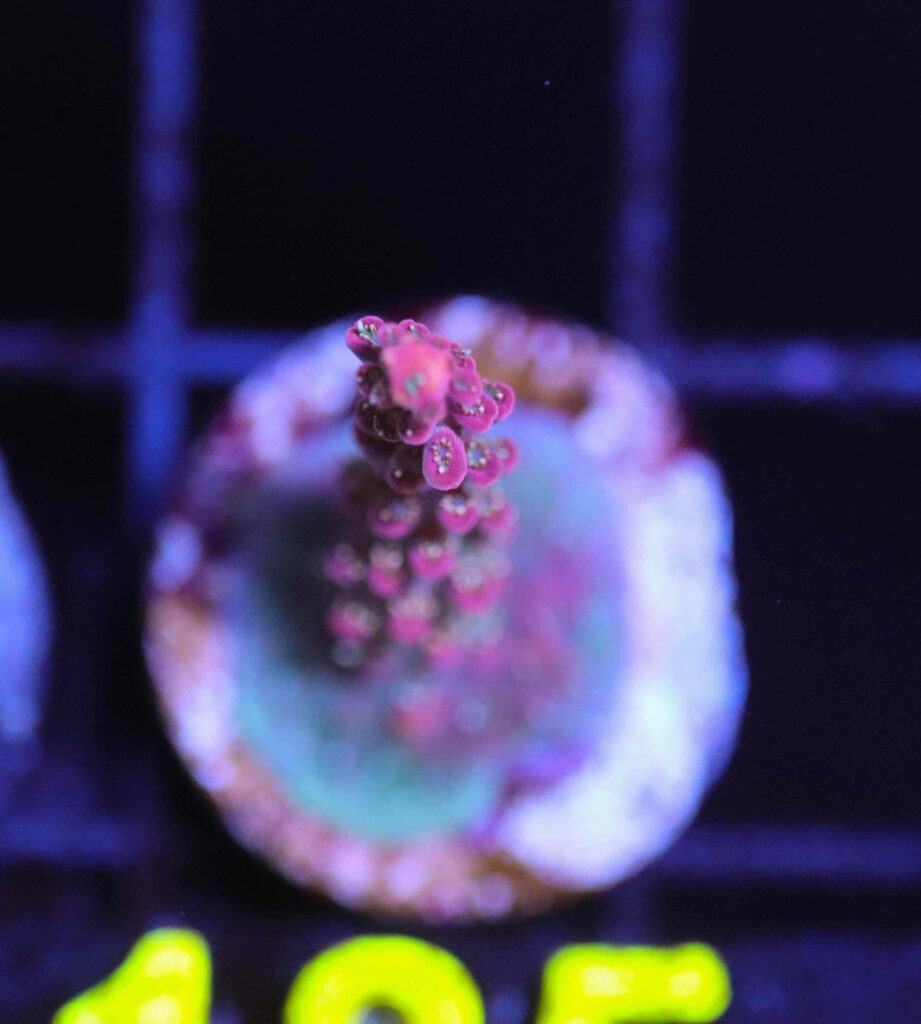 Frag Box Corals