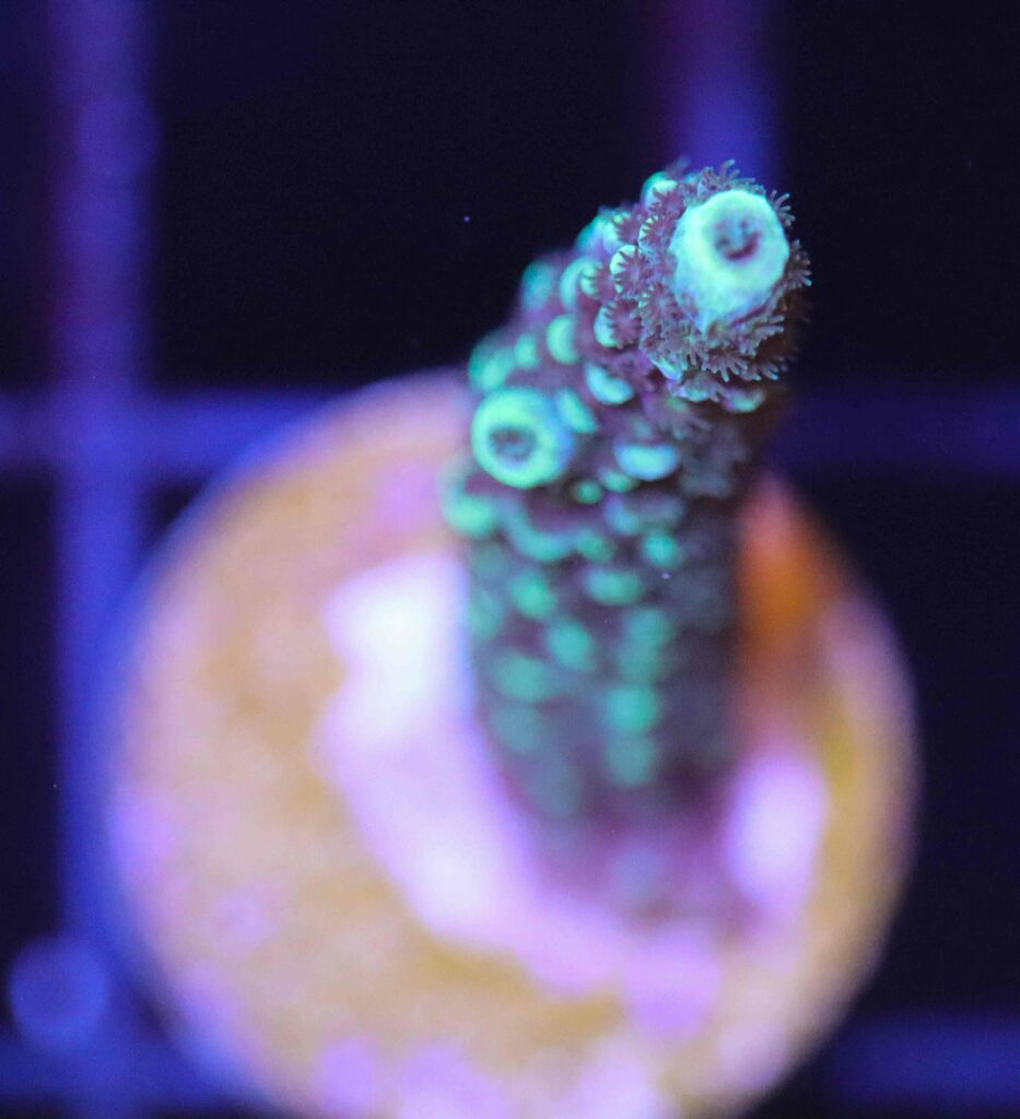 Frag Box Corals