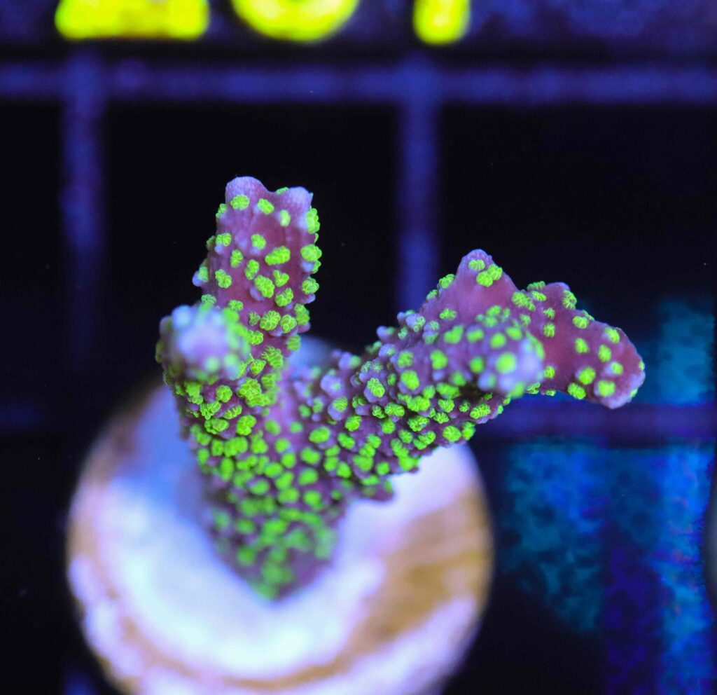 Frag Box Corals