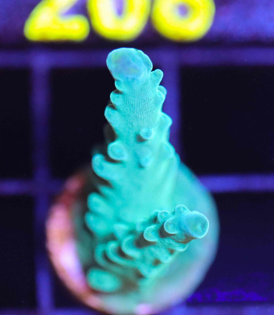 Frag Box Corals