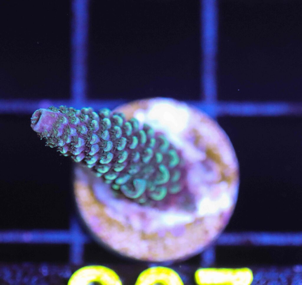 Frag Box Corals