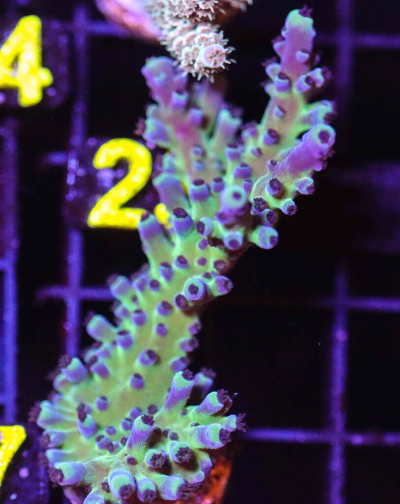 Frag Box Corals