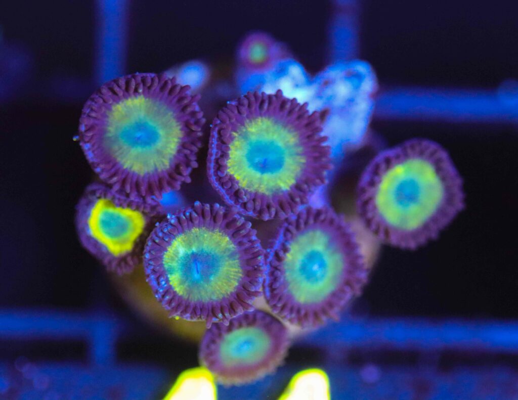 Frag Box Corals